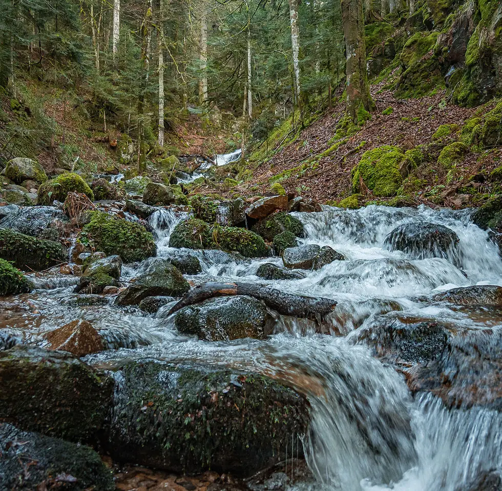 Association agréé pour la pêche et la protection du milieu aquatique (AAPPMA)
