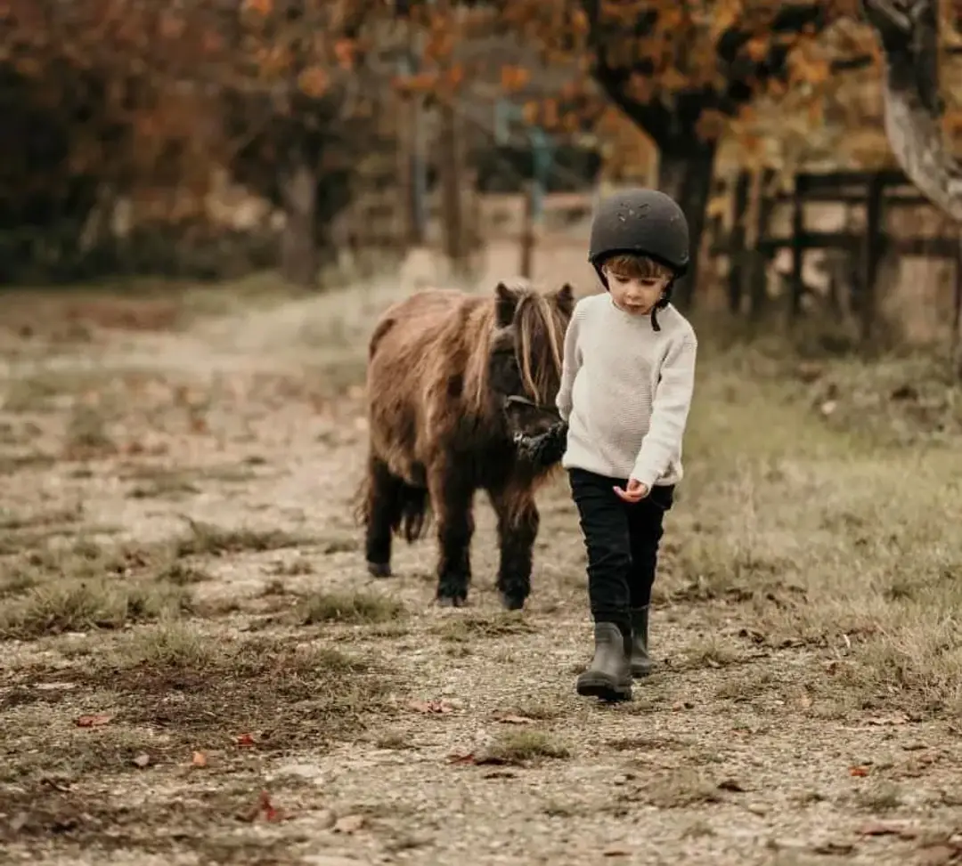 Honeybrook riding stables