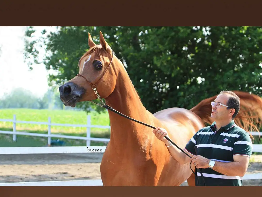 Arabian Training Center di Roberto Zaniboni