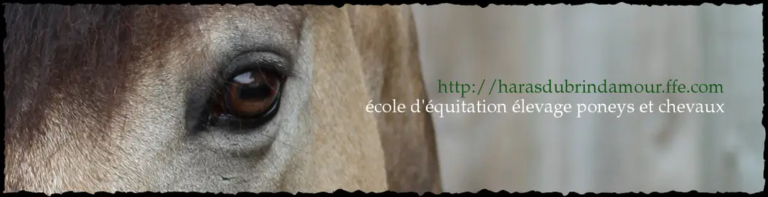 HARAS DU BRIN D AMOUR