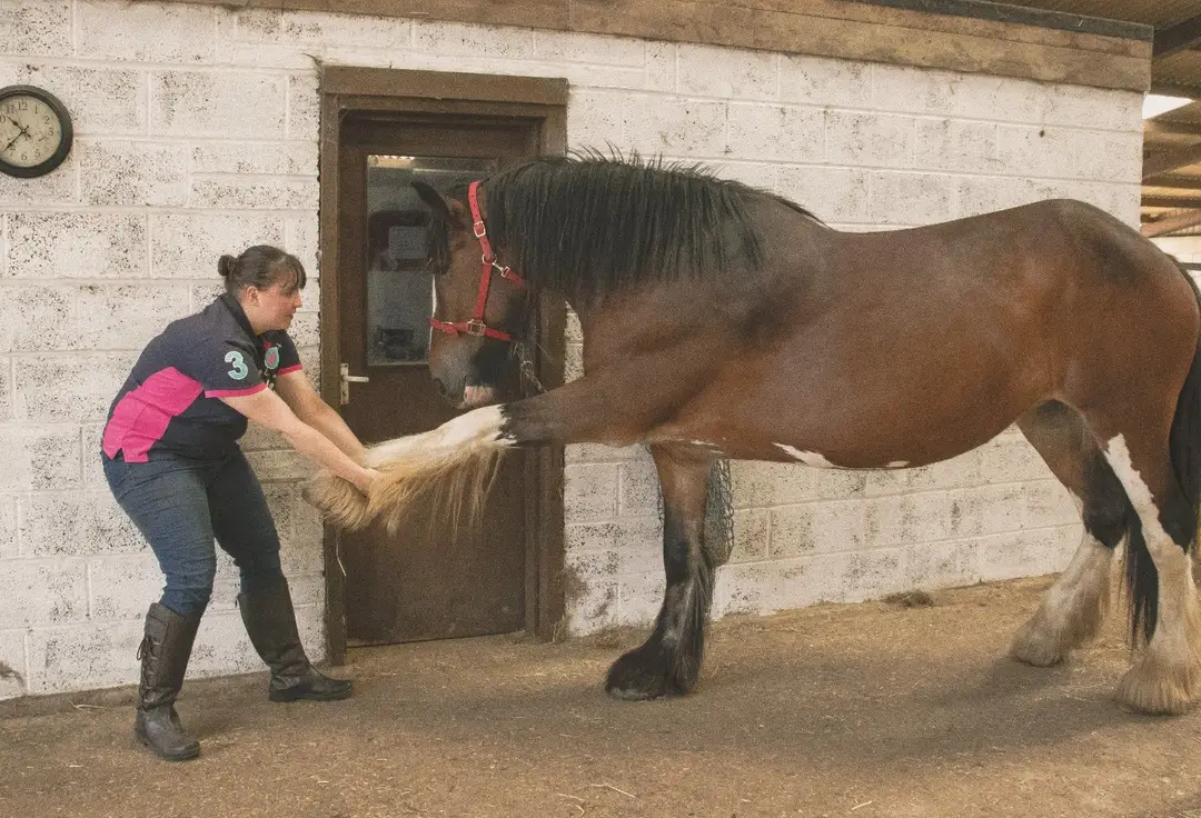 Equiflex Therapy