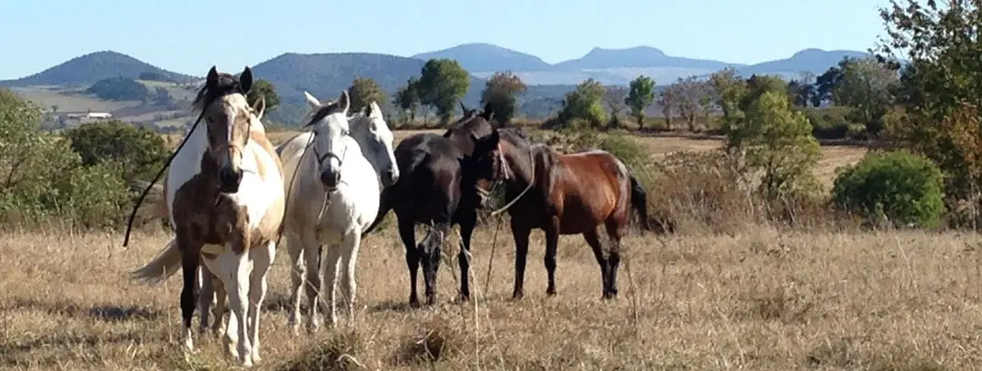 Les Ecuries de l'Aventure, ferme équestre.