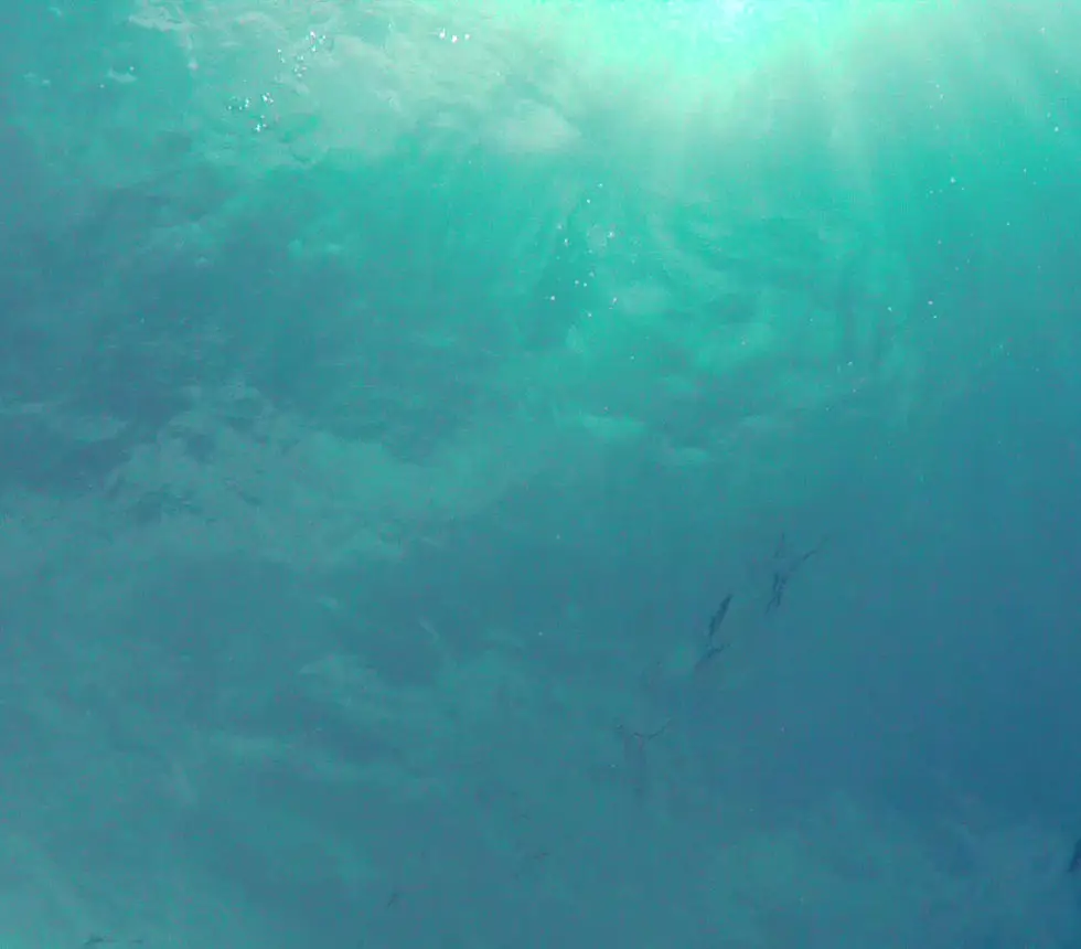 Pelagic Scuba and Photography