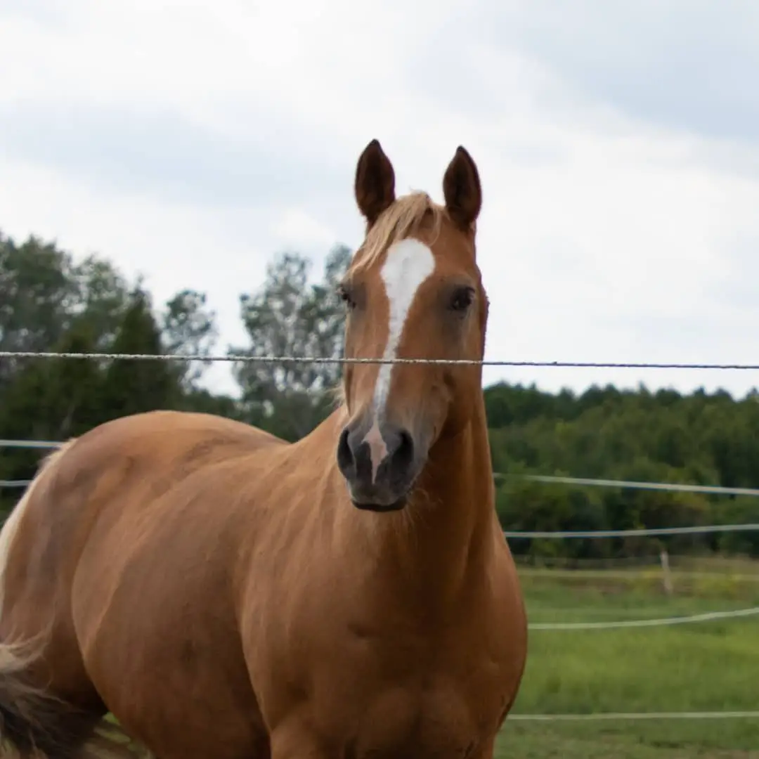 Lilac Lane Equestrian