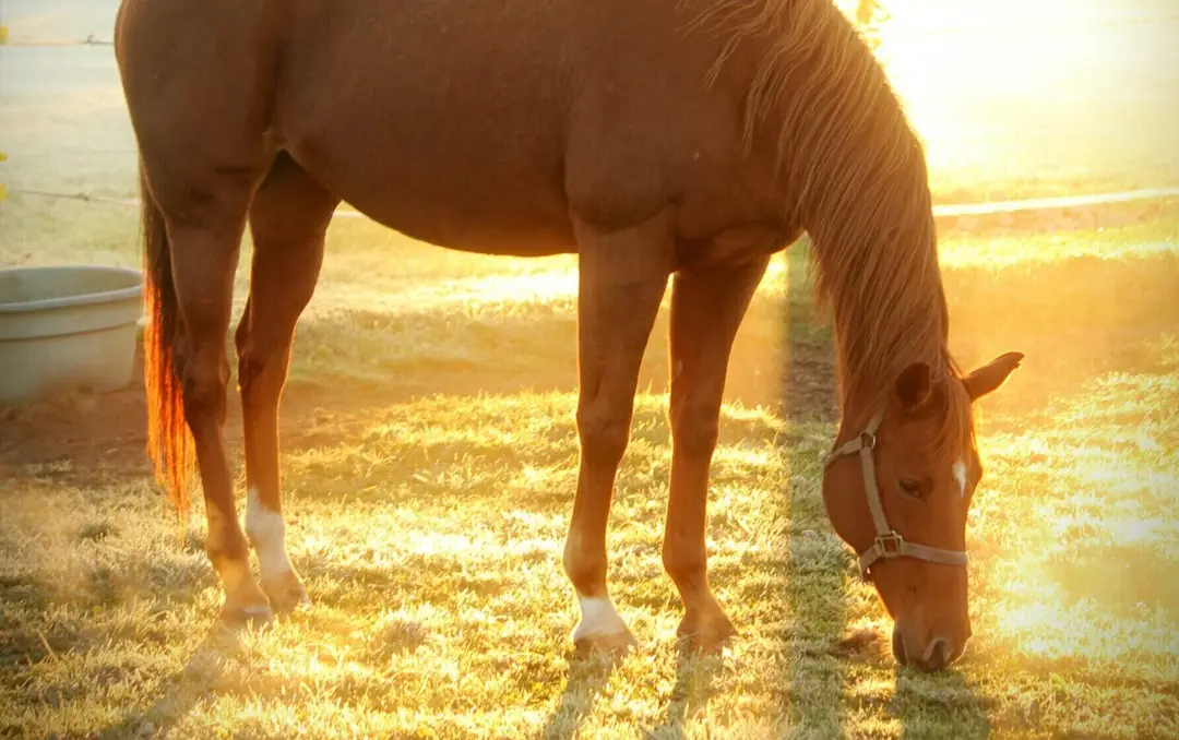 Humble Hooves- Cobble Hill