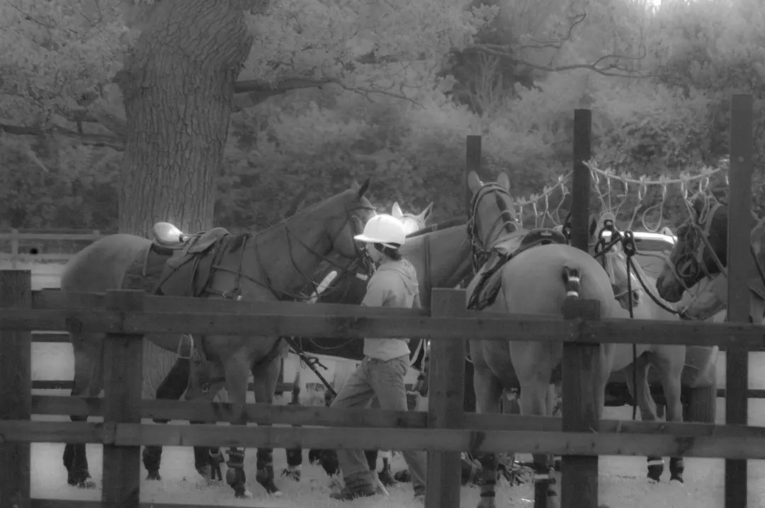 Ranelagh Farm Polo Club