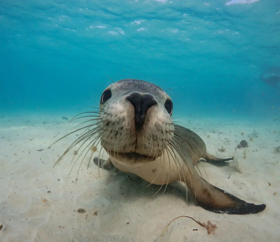 Turquoise Safaris - Sea Lion Tours
