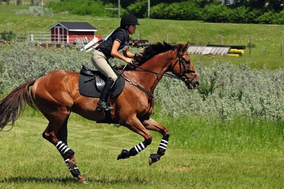 Squamish Valley Equestrian Association
