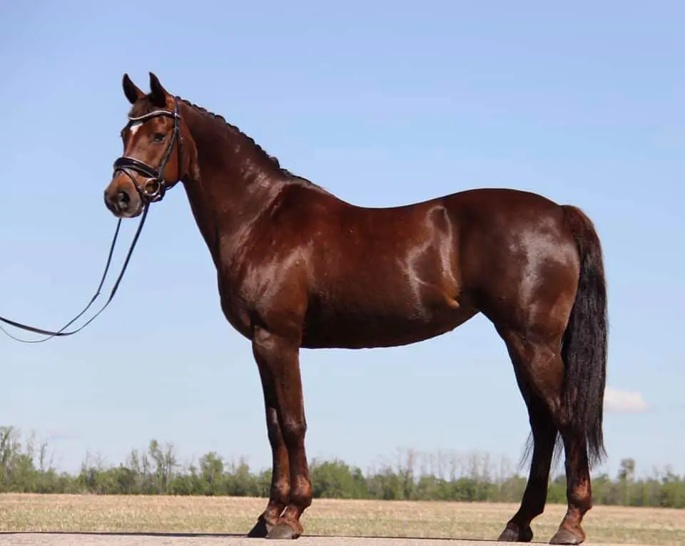 Citrine Equine