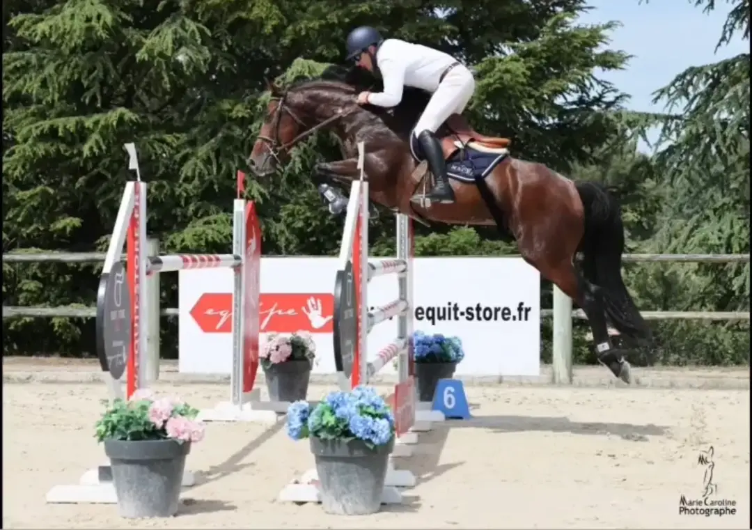 Stables Lecomte Lievaux