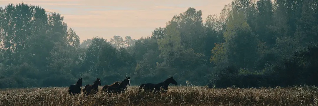 Le Cher À Cheval