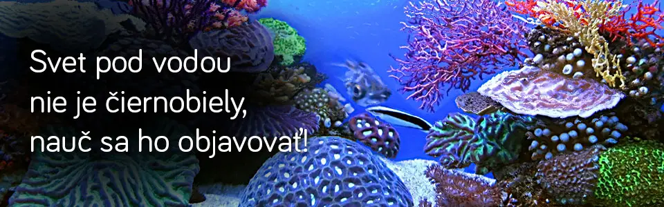 FreeDivingAcademy