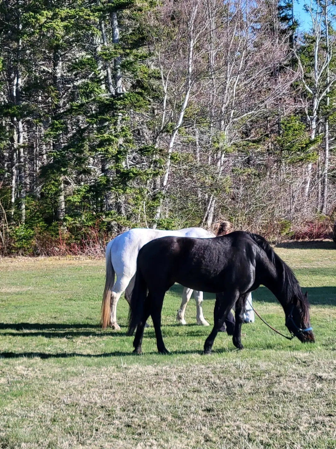 A Few Good Mares Riding Adventures