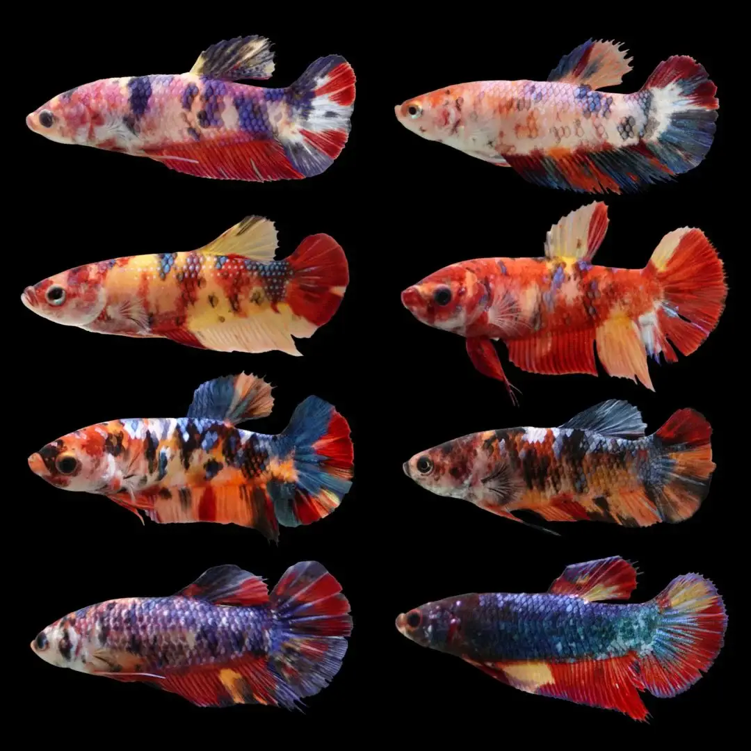 ALMA Aquatics Ltd