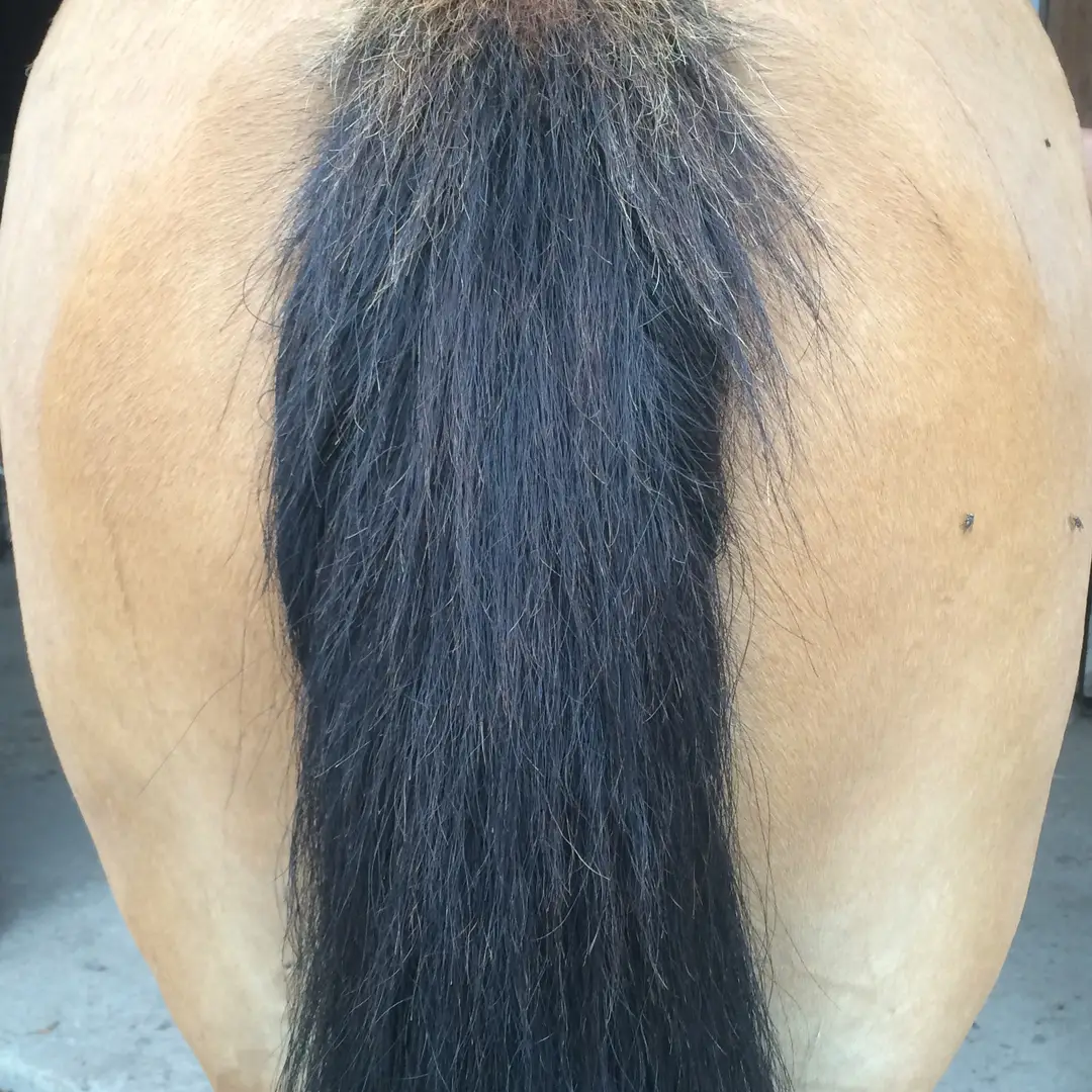 Stud La Mellerie