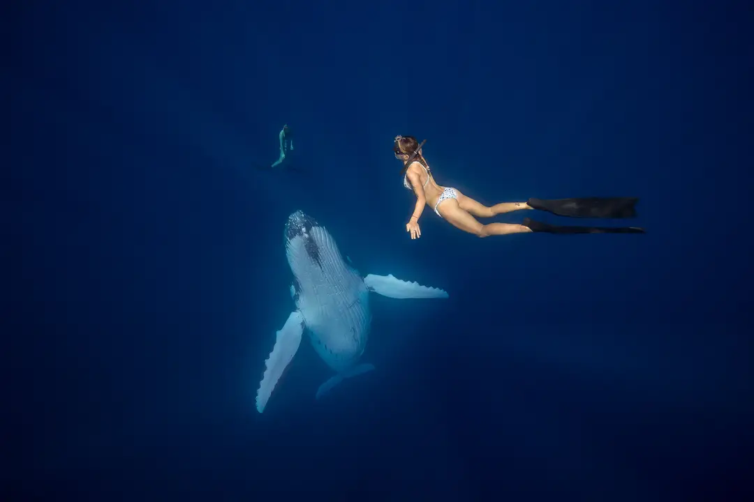 Get Down Freediving