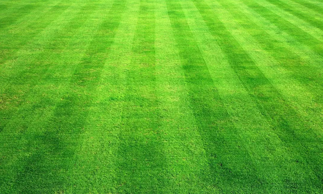 Bransgore Croquet Club
