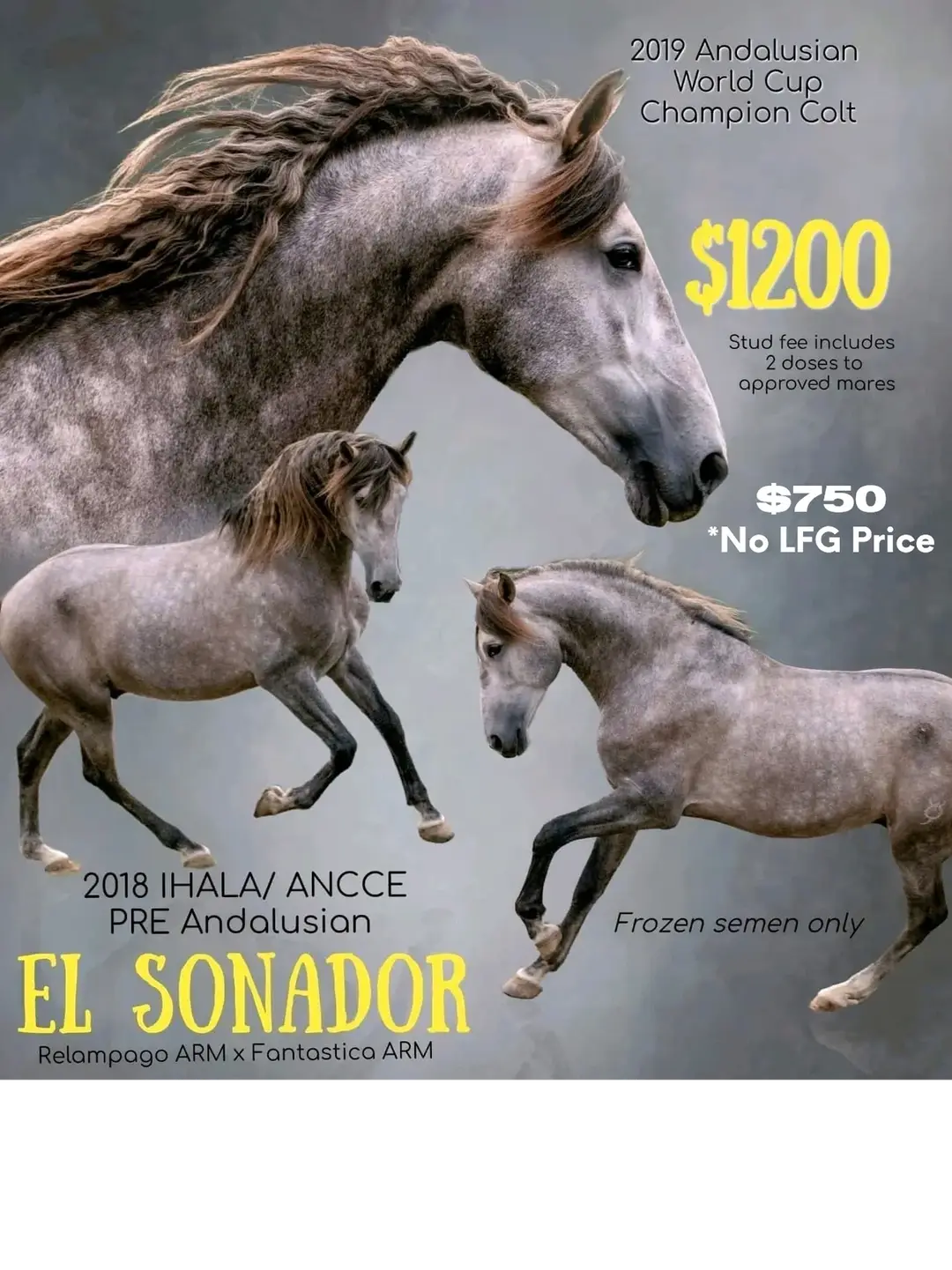 Adiva Murphy Horsemanship