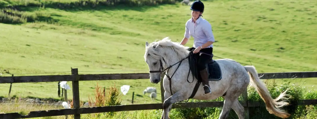 Diamonds Equine Renvyle - The Connemara Pony National Stud