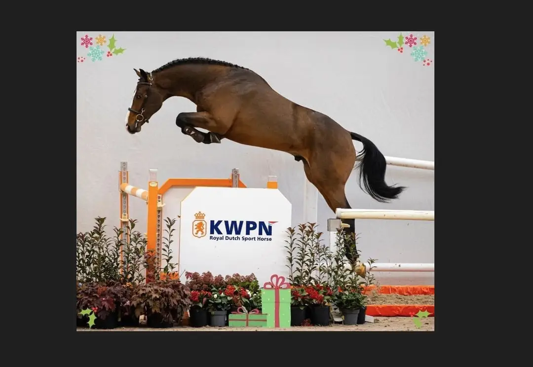 Stud De Lorane