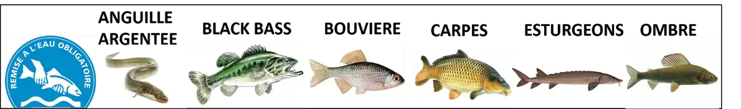 Le Loir I - Les Brochetons d'Illiers