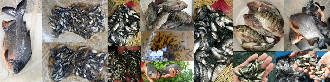 Bethel fish farm and Aquaponics solutions