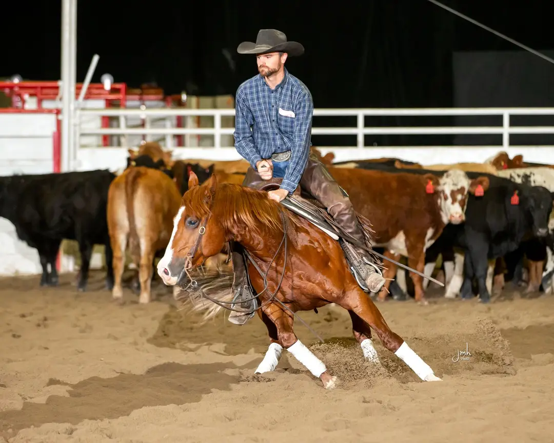 Darroch Performance Horses