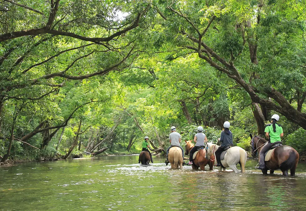 Mount N Ride Rainforest Horseback Tours Cairns