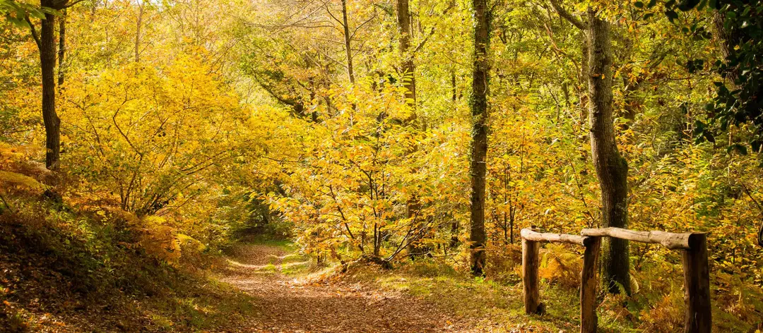 Terrain de pétanque (Le-Champ-Saint-Père)