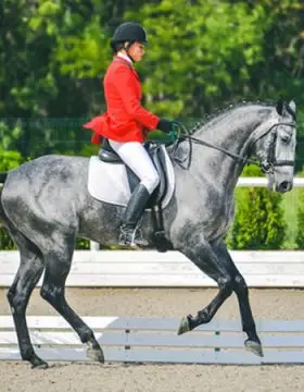 Stud Du Grand Clos