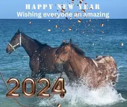 Horse Sense