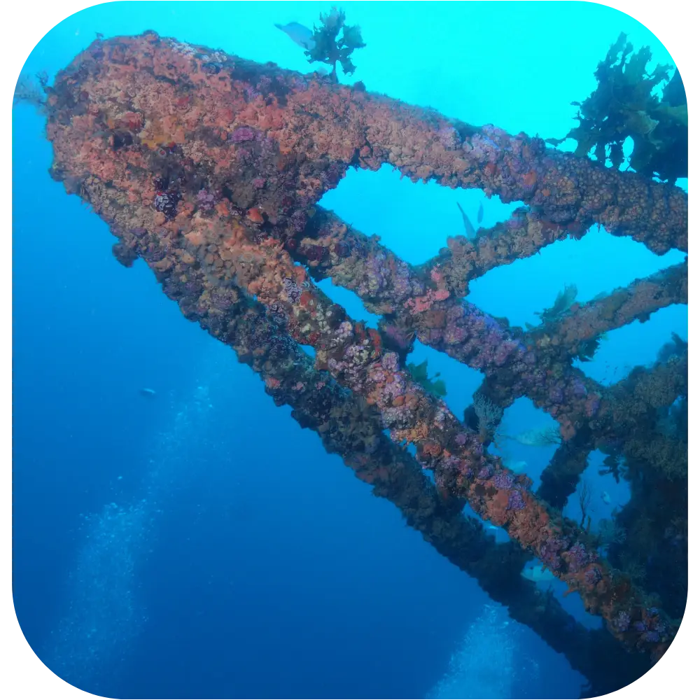 Paihia Dive