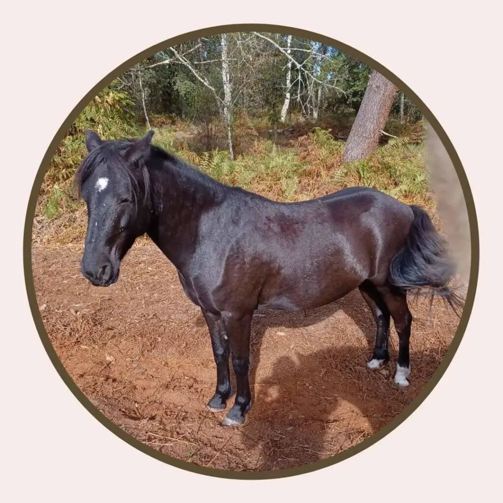 L'equit De Lulu