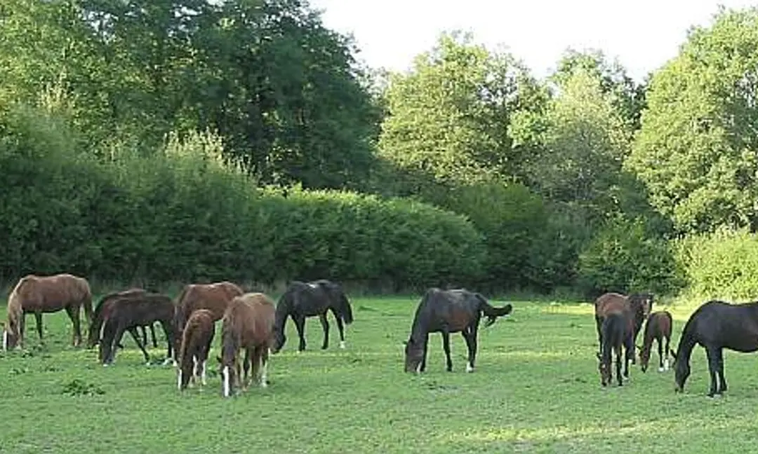 Elevage de chevaux de Montflix