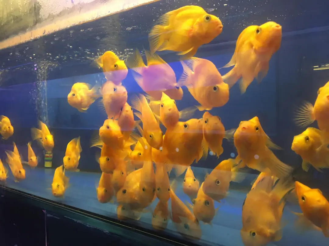 Rainbow Aquarium