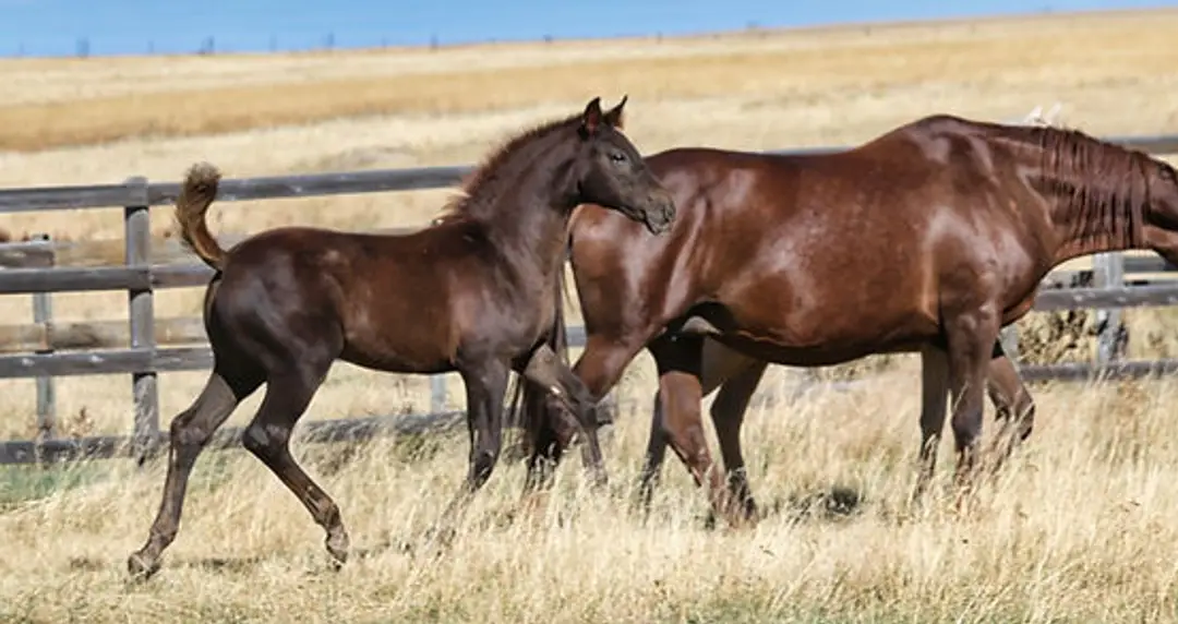 Country Haven Stables