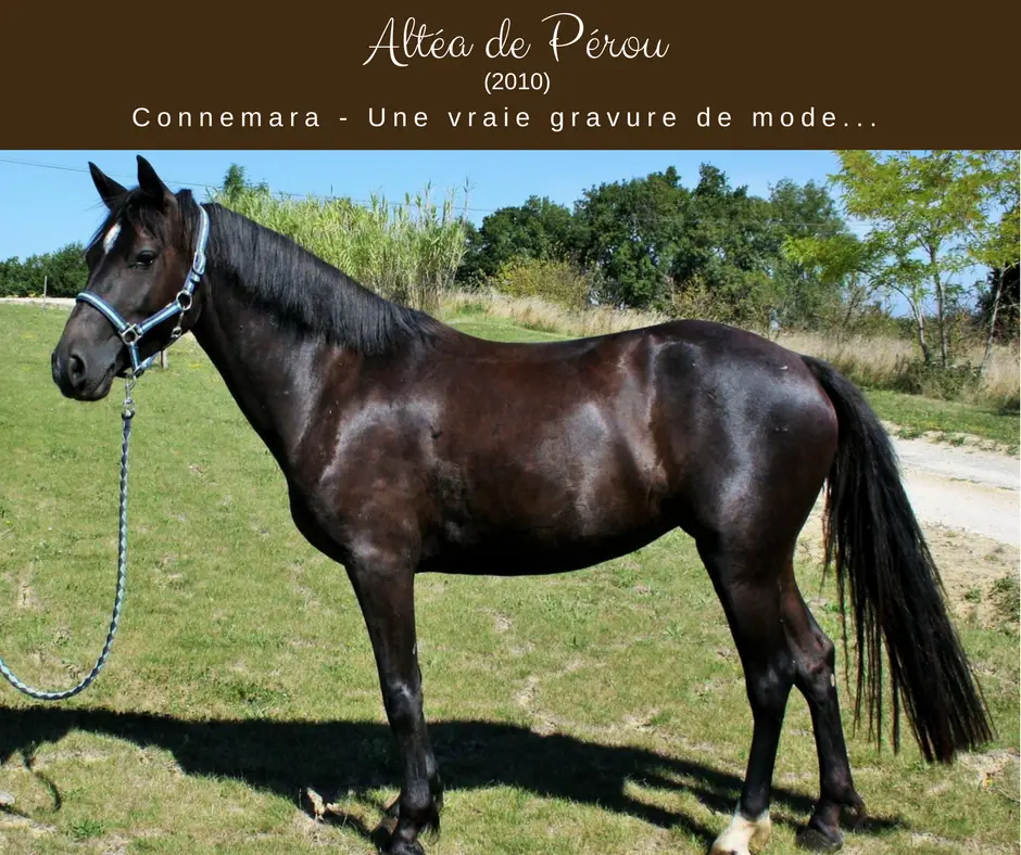 Ecuries Chevalons Ensemble