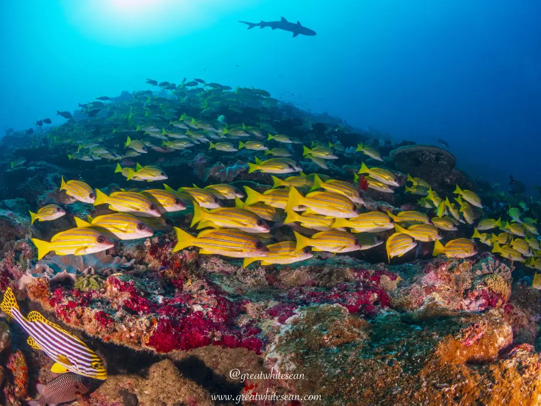 Scuba School Ltd