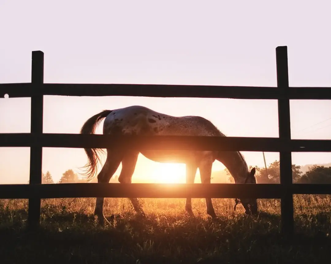 PAT PIGHIN'S INTERNATIONAL EQUESTRIAN CENTRE