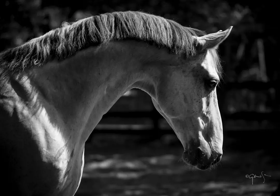 MASSA Horses