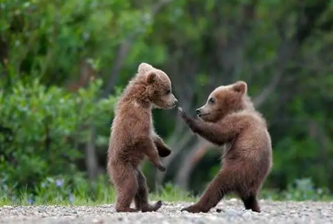 Panther Wing Chun