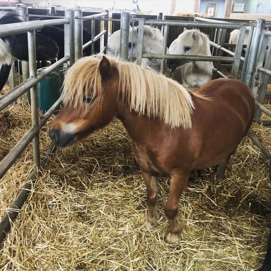 Company D'equitation De Vernouillet