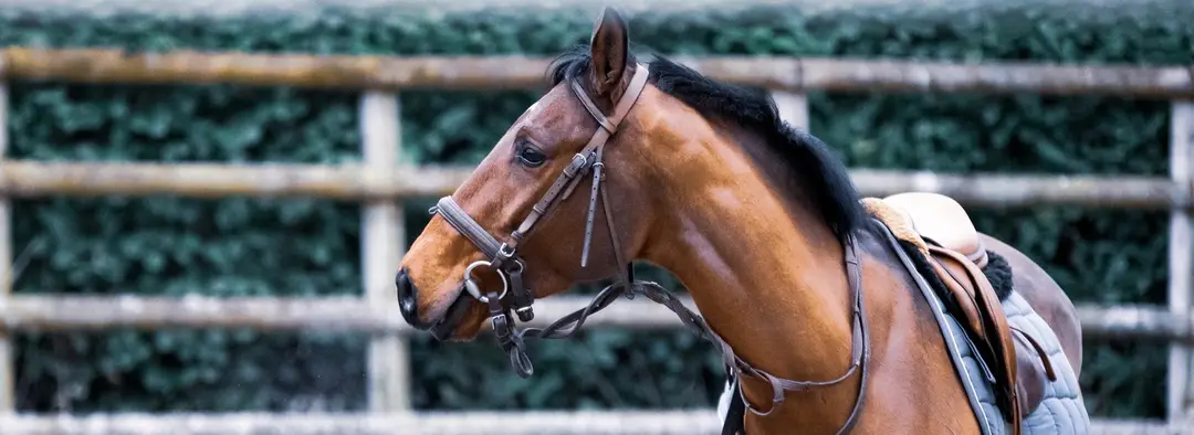 Barnfields Riding Stables