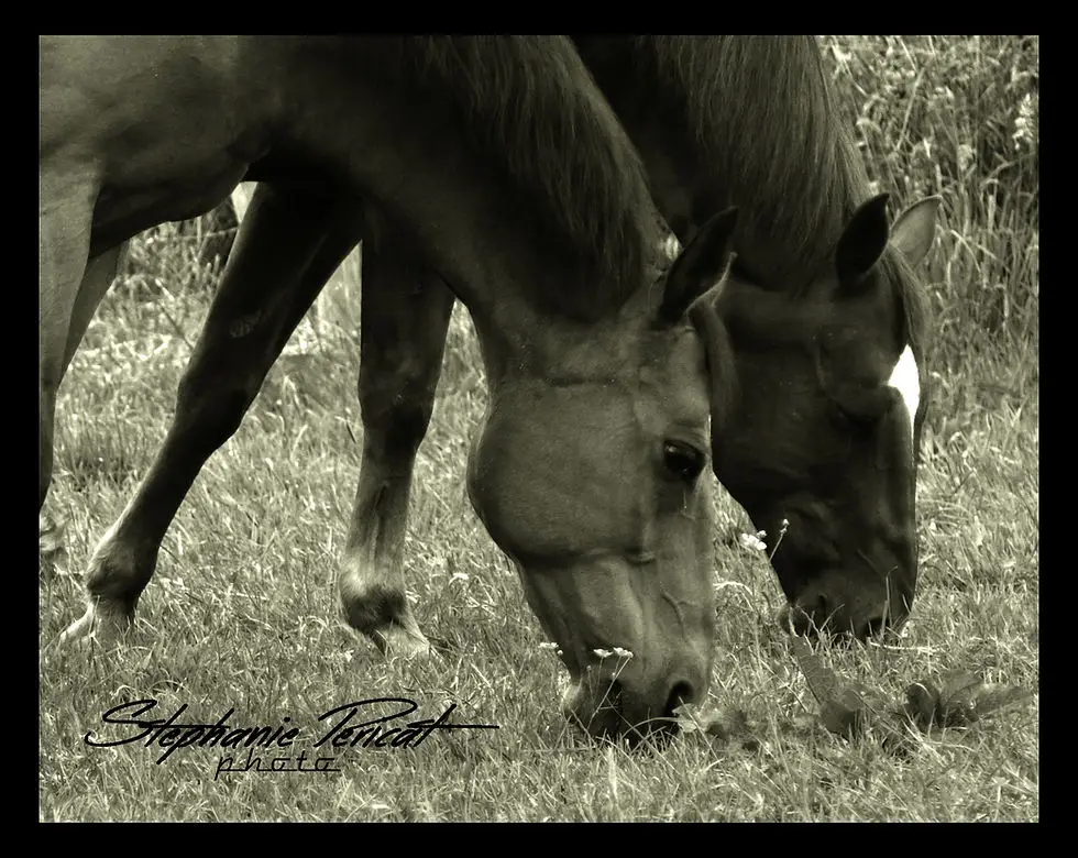 Normandy West Horse, Entreprise Individuelle
