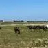 Pony Pals Therapeutic Riding Assn