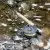 Abercorn Angling Club