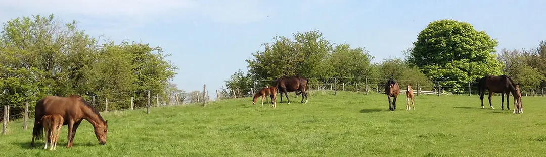 Logwood Dressage