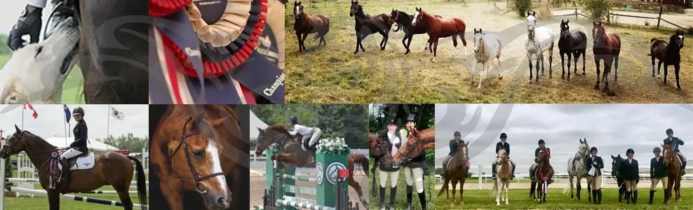 Golden Gate Equestrian