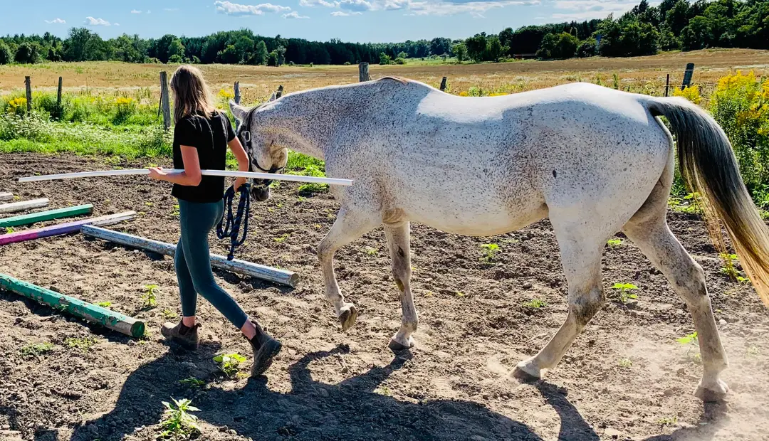 Swiftwind Equine Center