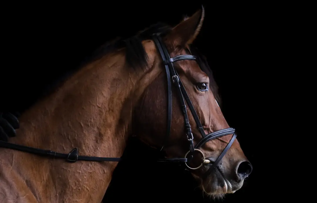 Edenside Stables